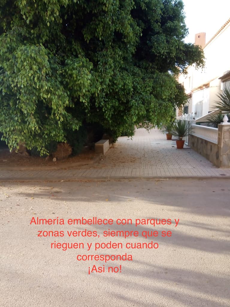 árbol sin podar